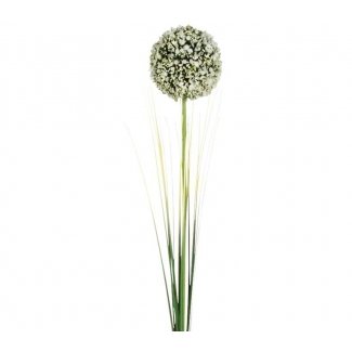 ALLIUM