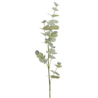 EUCALYPTUS