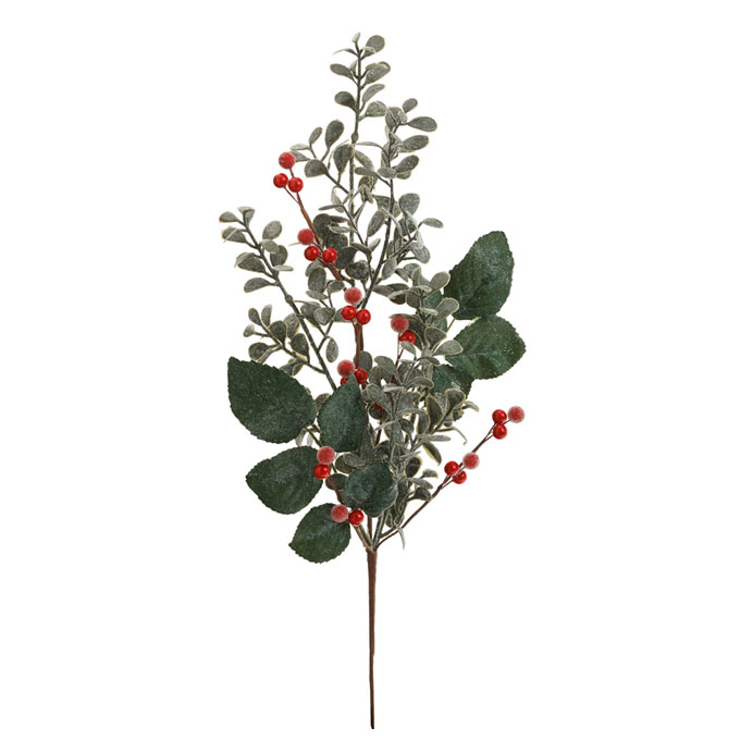 EUCALYPTUS BERRY