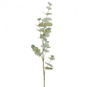 EUCALYPTUS