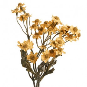 CAMOMILLE