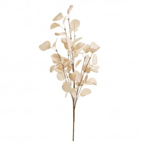 EUCALYPTUS