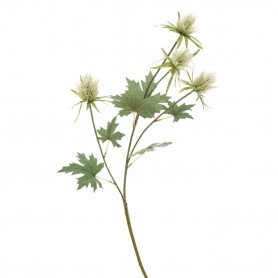PANICAUT