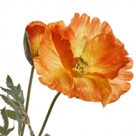PAVOT