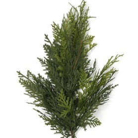 CÈDRE