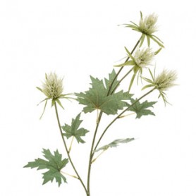 PANICAUT