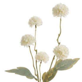 CHRYSANTHEME
