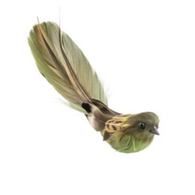 OISEAU GUSTAVIO