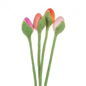 TULIPE NEPAL
