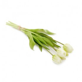 TULIPE