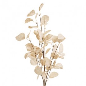 EUCALYPTUS