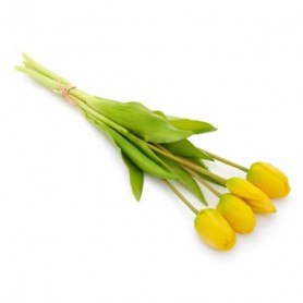 TULIPE